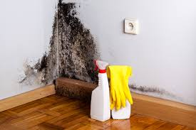 Best Mold Damage Restoration  in Macarthur, WV